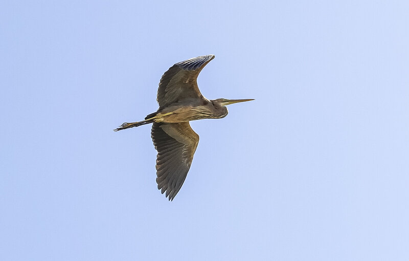 рыжая цапля, полёт, дагестан, красна книга Полёт рыжей цапли фото превью