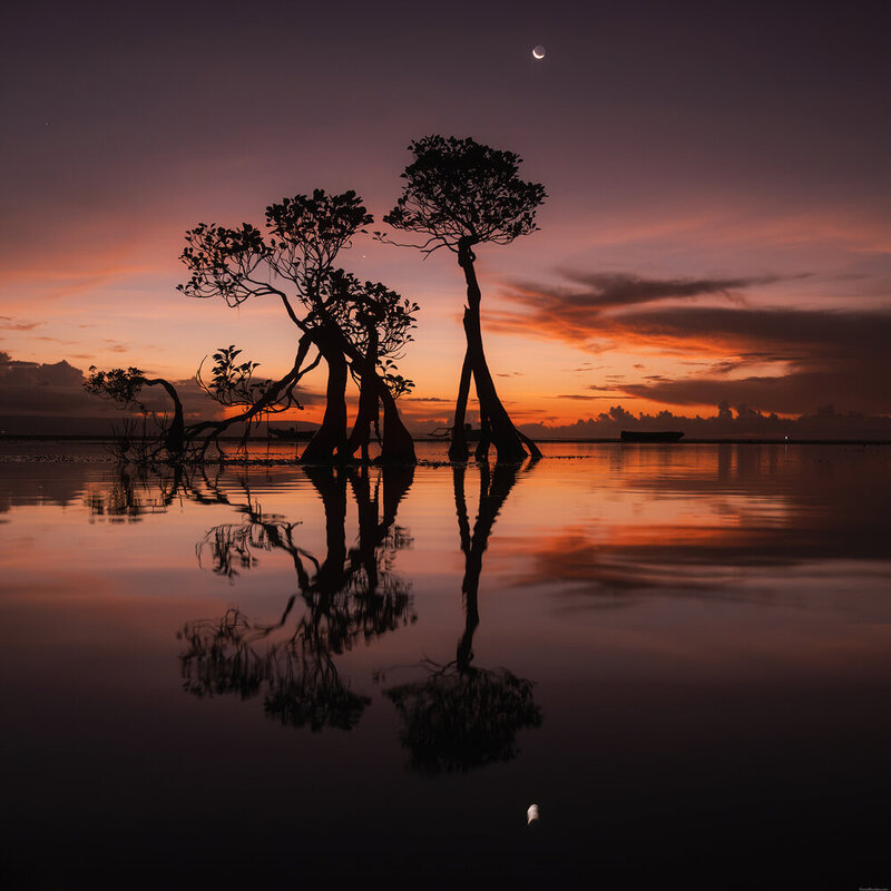 Sumba dancing trees фото превью