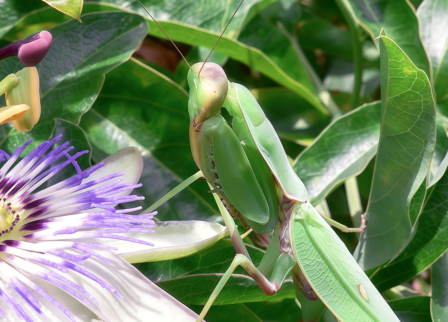 Богомол религиозный (Mantis religiosa). Автор: КарОл обыкновенный богомол, богомол религиозный, mantis religiosa, КарОл