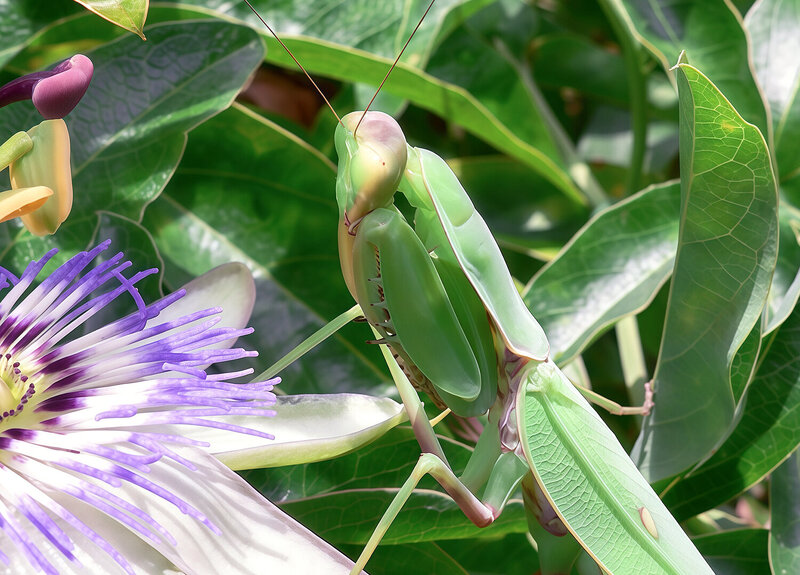 обыкновенный богомол, богомол религиозный, mantis religiosa Богомол религиозный (Mantis religiosa) фото превью