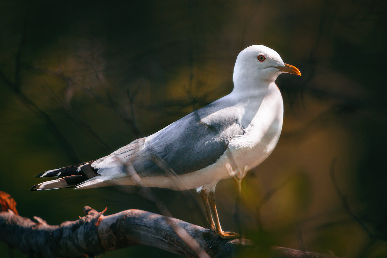 птицы, чайки, сизая чайка, животные, фауна, природа, birds, nature, fauna, animals, seagull, Волкова Анна
