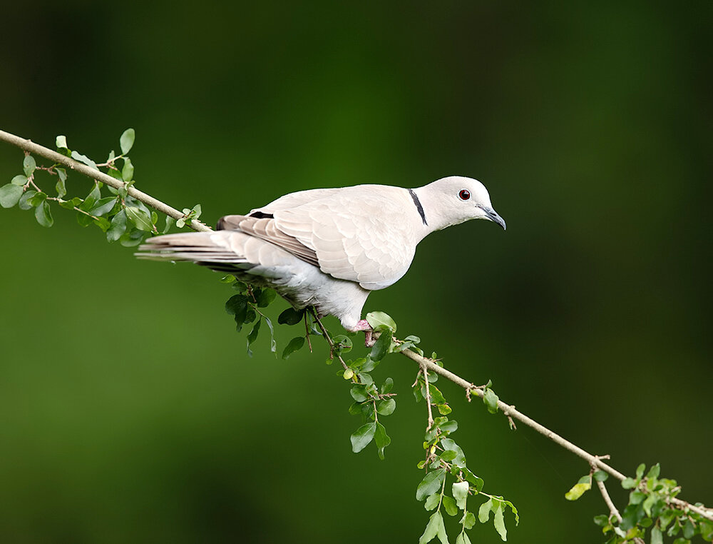 eurasian collared dove, кольчатая горлица, горлица, dove, birds, wild, птицы, Etkind Elizabeth