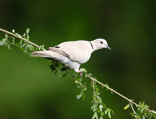 Eurasian collared Dove - Кольчатая Горлица