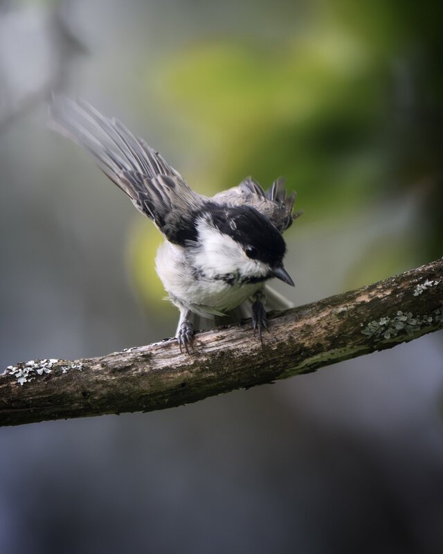 Черноголовая гаичка (Poecile palustris) фото превью