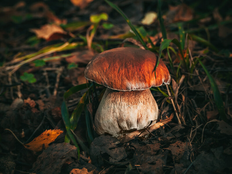 грибы, белый гриб, макро, природа, лес, mushrooms, forest, macro, nature Лесной красавец фото превью