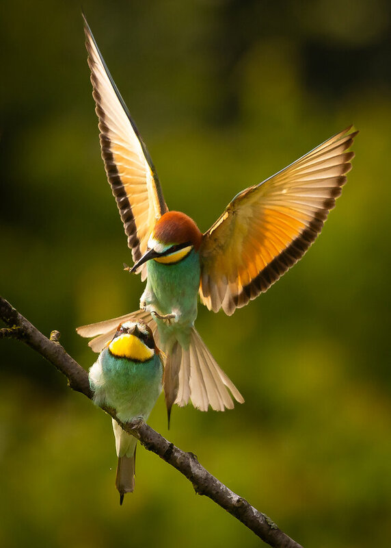Bee-eater фото превью