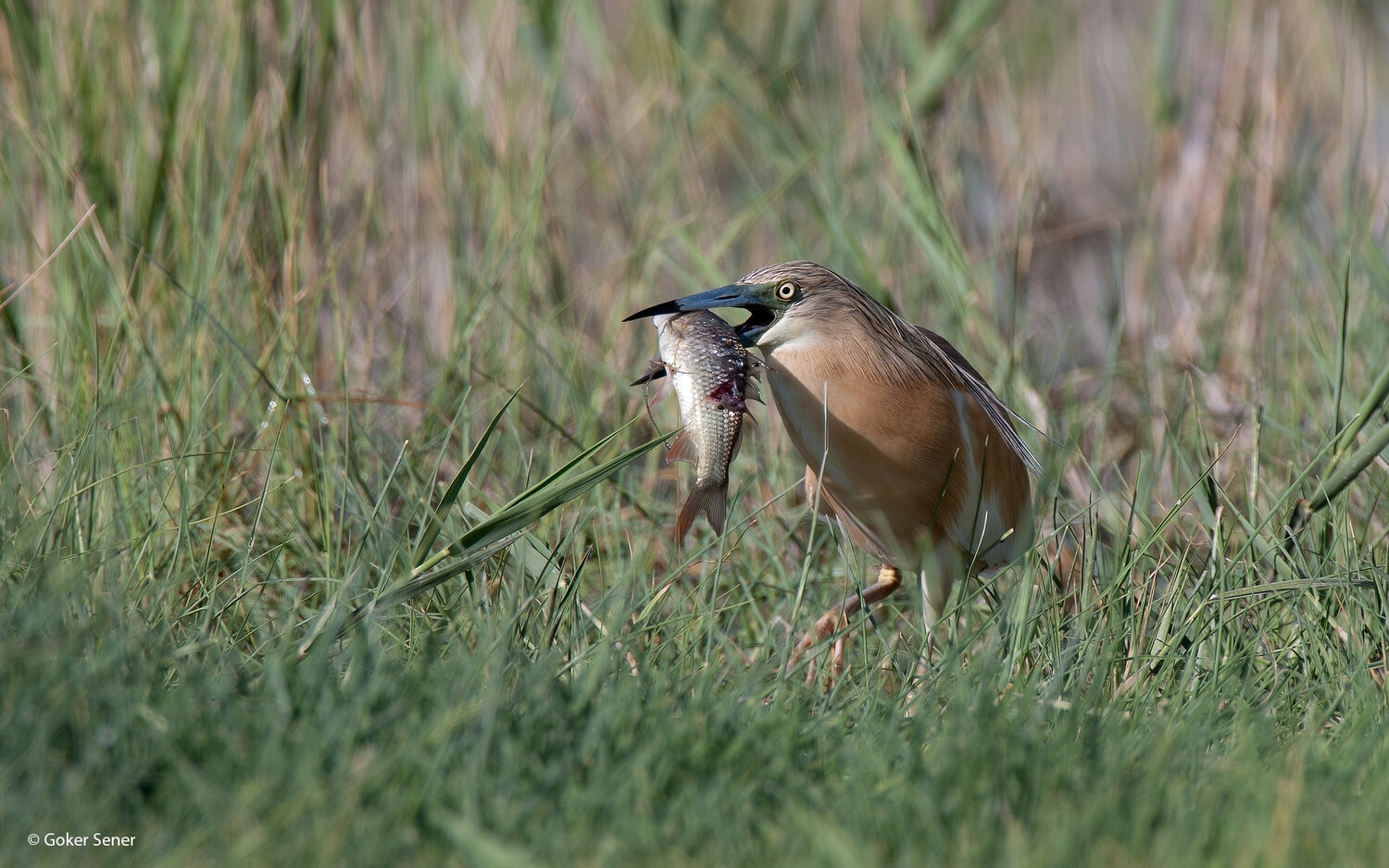 heron, squacco heron, Sener Goker