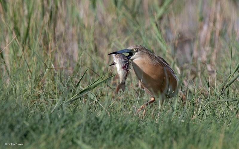 heron, squacco heron Жёлтая цапля фото превью