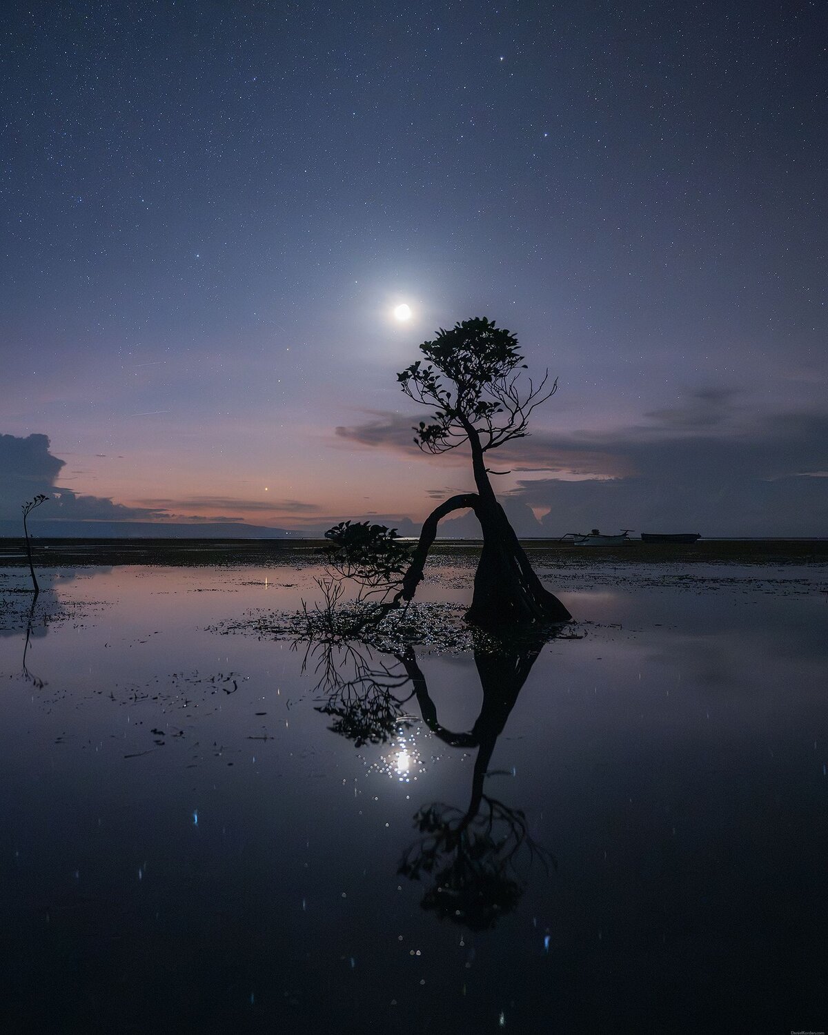 Sumba dancing trees. Автор: Даниил Коржонов , Даниил Коржонов