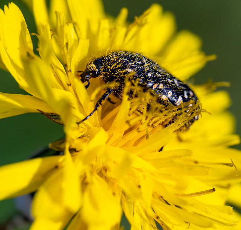 макро, золото, жук, лихорадка, жёлтый, чёрный, цветок, nikon z7ii, природа Золотая лихорадка фото превью