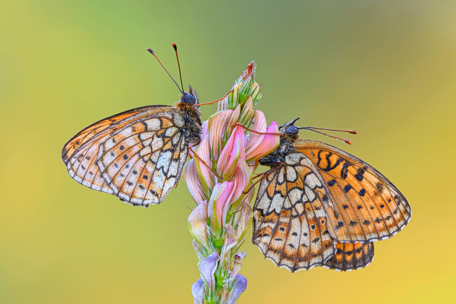 macrophotography, bugs, butterfly, micr, Camilla Zocchi