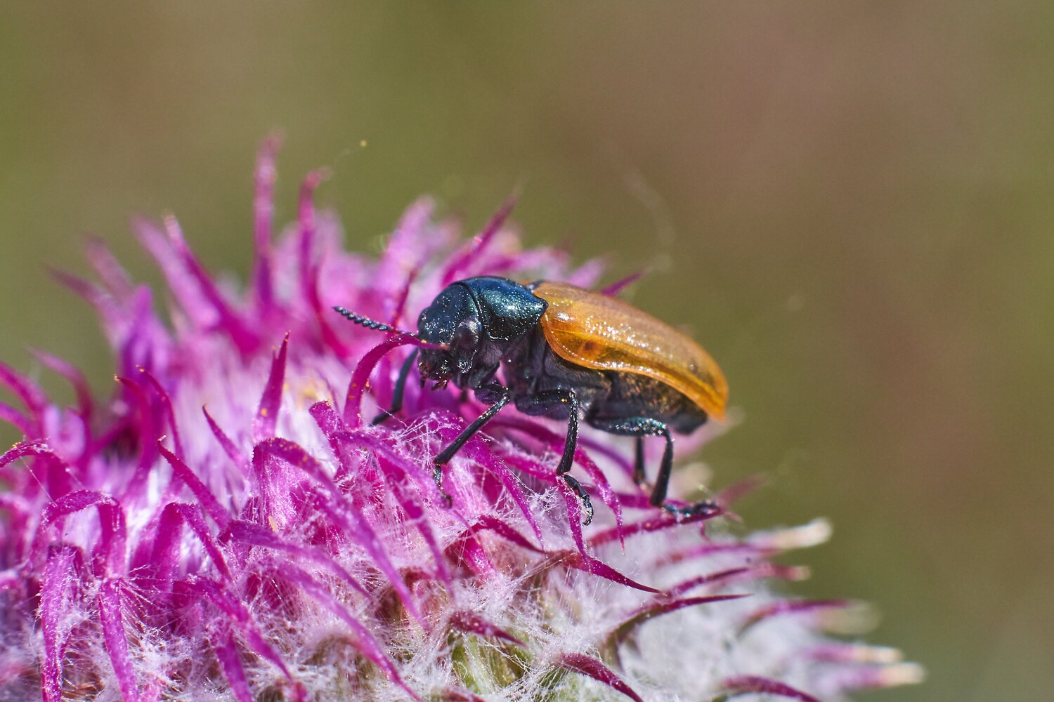 Labidostomis longimana. Автор: Павел Сторчилов Labidostomis longimana, Крупночелюстник Долгорукий, Павел Сторчилов