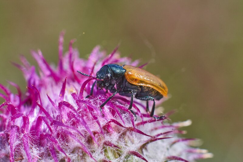 Labidostomis longimana, Крупночелюстник Долгорукий Labidostomis longimana фото превью