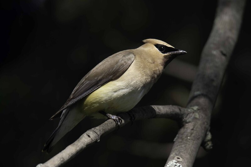Cedar waxwing фото превью