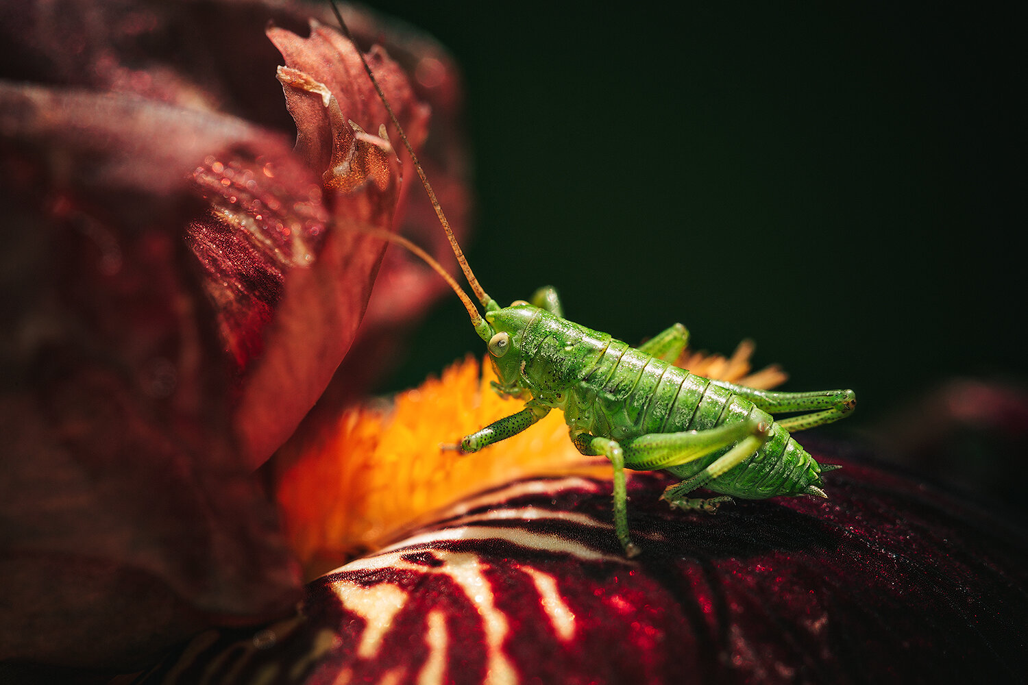 макро, кузнечик, природа, насекомые, insects, nature, macro, Волкова Анна