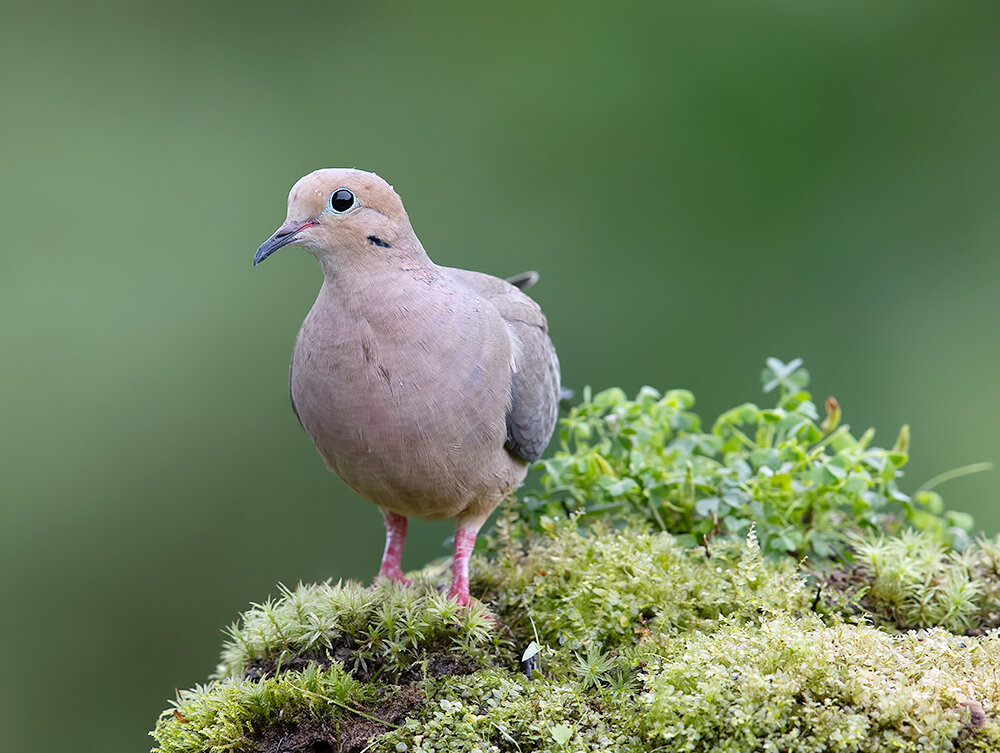 mourning dove, плачущая горлица, горлица, dove, birds, птицы, Etkind Elizabeth
