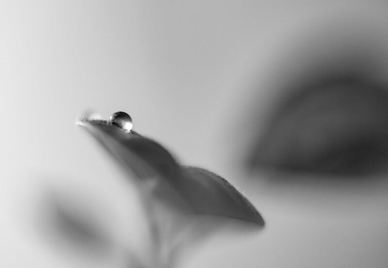 макро, авокадо, капля, минимализм, микромир, линза, Nikon z7ii Микрокосмос на подоконнике: капсулы тишины фото превью