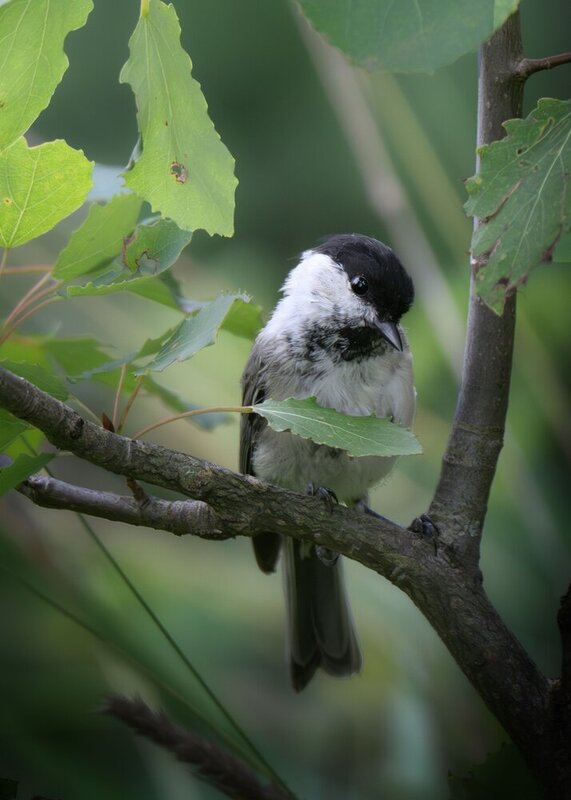 Черноголовая гаичка (Poecile palustris) фото превью