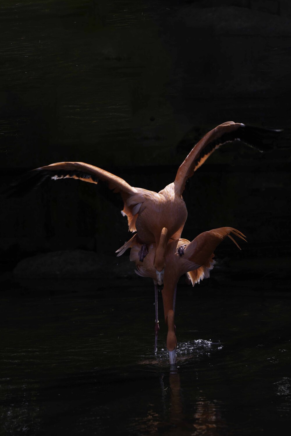 American flamingo. Автор: Ali Pashang , Ali Pashang