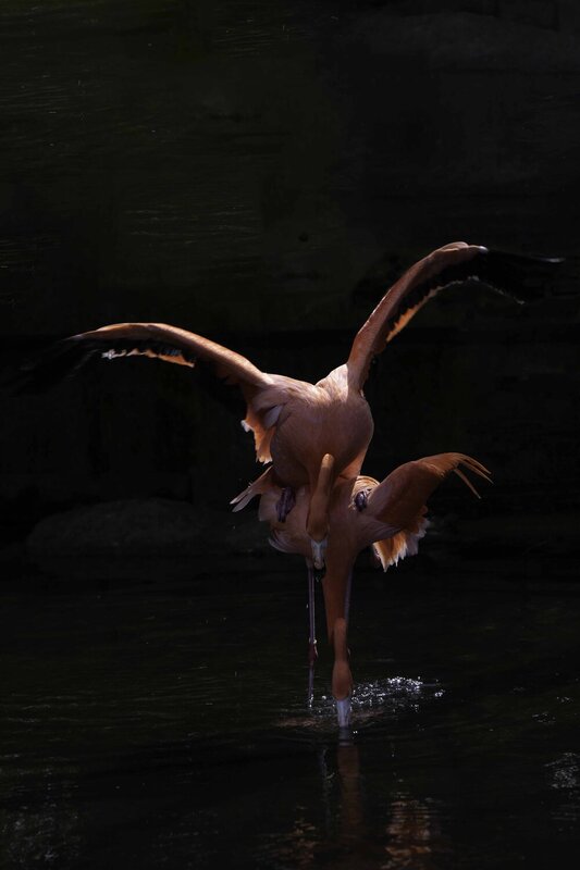 American flamingo фото превью
