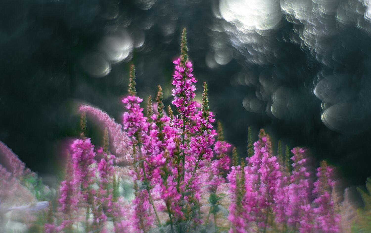 , Rut Andrey