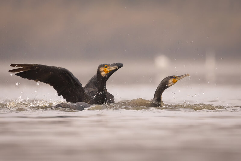 Cormorants фото превью
