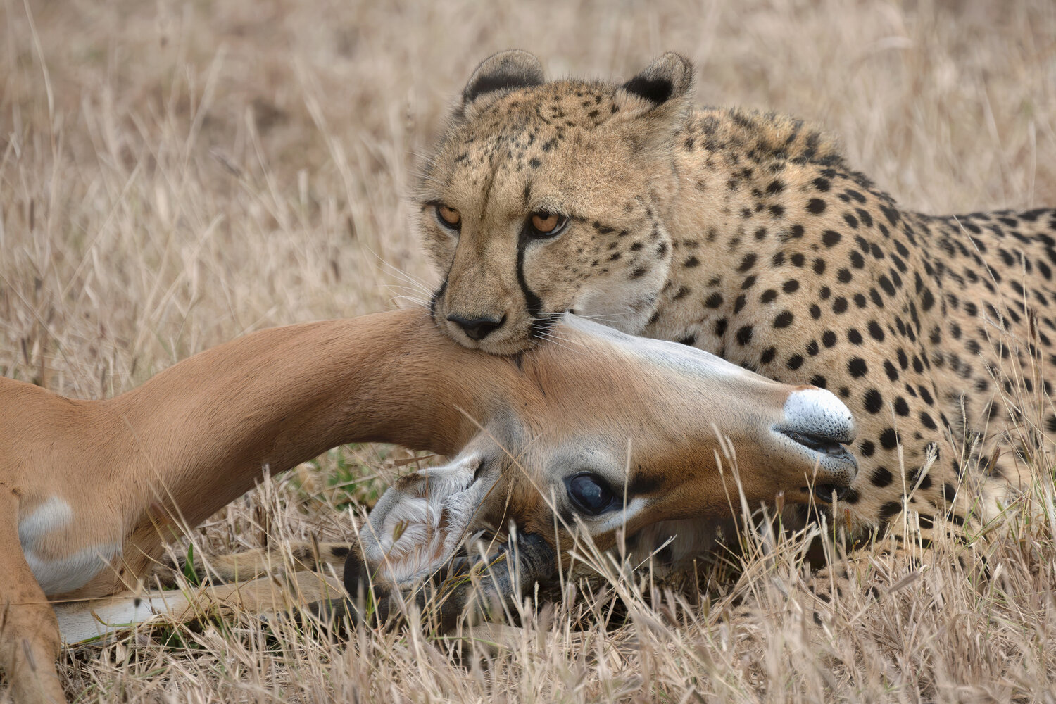 Raw Africa. Автор: Майк Рейфман mashatu, botswana, photosafari, wildlifephotography, safariphotography, naturephotography, worldphototravels, Майк Рейфман
