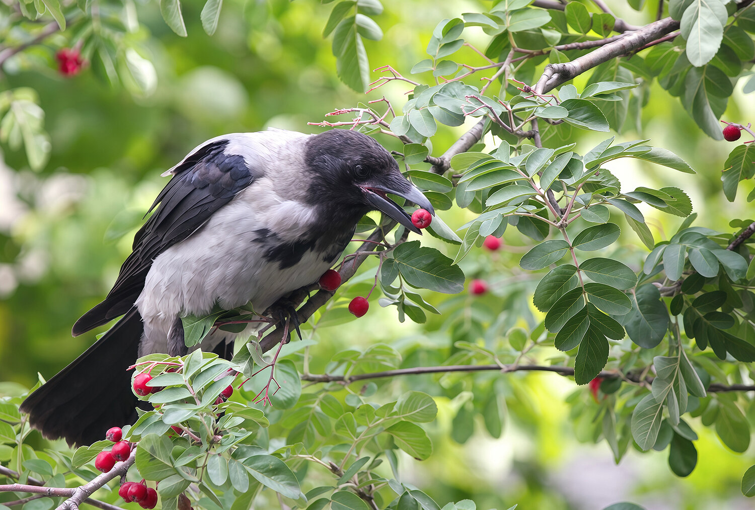 ворона, серая ворона, corvus cornix, КарОл