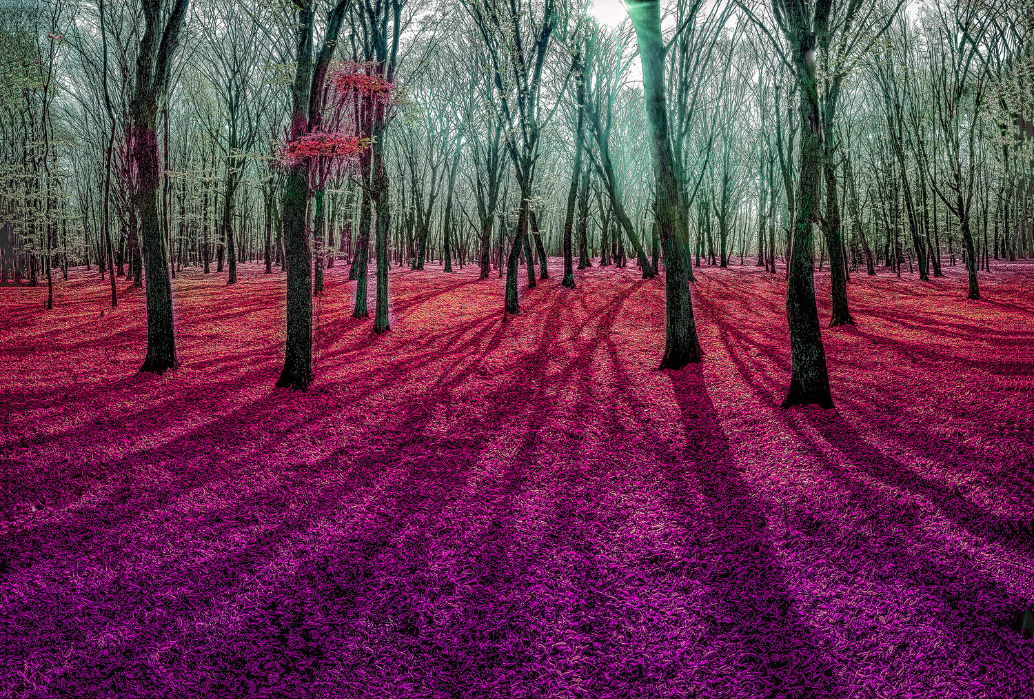 Crimson Glade. Автор: Semashko Stas , Semashko Stas