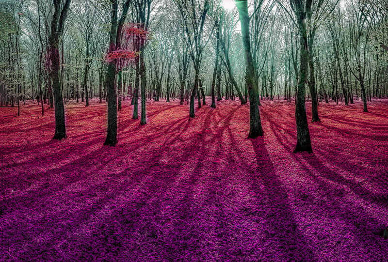 Crimson Glade фото превью