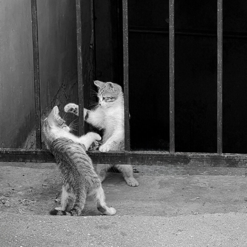 котики, мобильная фотография, животные, котята Борьба с самим собой фото превью