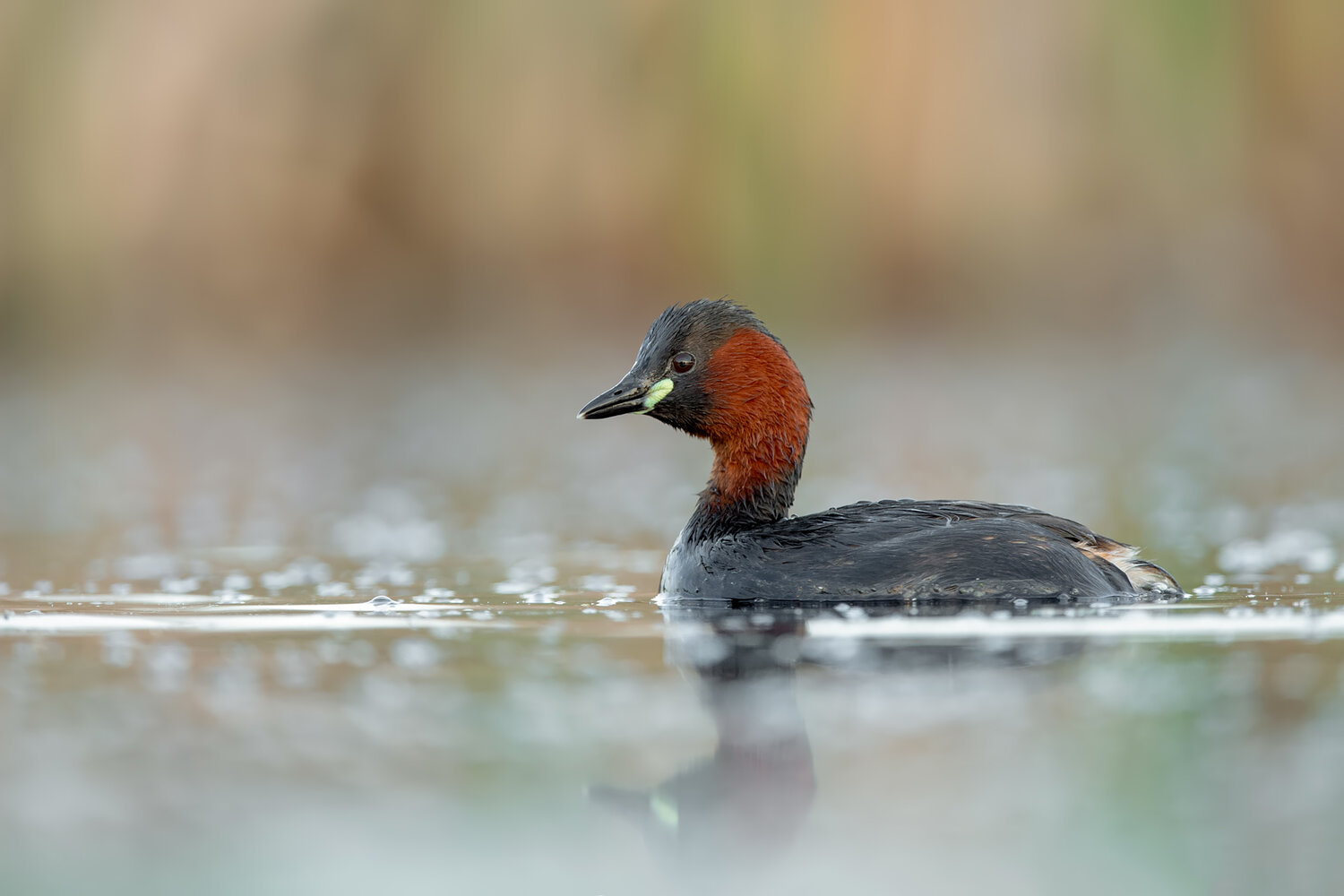 little grebe, tachybaptus ruficollis, dabchick, grebe, water bird, aquatic bird, wetland bird, bird, wild bird, swimming bird, breeding plumage, chestnut plumage, wildlife, wildlife photography, bird photography, nature, nature photography, wetland, pond,, Damian Kwasek