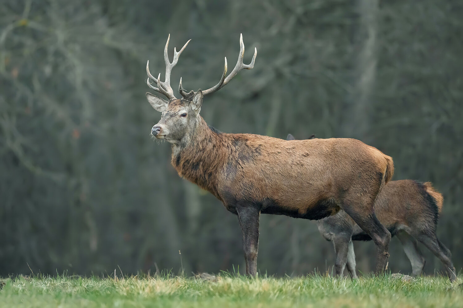 Red Deer Stag in the Forest. Автор: Damian Kwasek red deer, cervus elaphus, red deer stag, stag, deer, male deer, antlers, large antlers, majestic animal, wild mammal, mammal, wildlife, wildlife photography, nature, nature photography, forest, woodland, forest habitat, natural habitat, wild animal, europ, Damian Kwasek