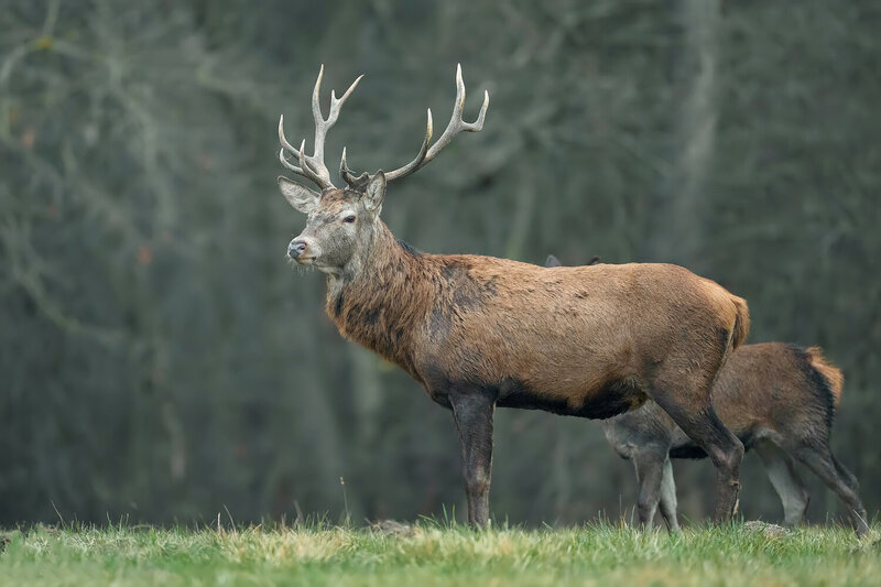 red deer, cervus elaphus, red deer stag, stag, deer, male deer, antlers, large antlers, majestic animal, wild mammal, mammal, wildlife, wildlife photography, nature, nature photography, forest, woodland, forest habitat, natural habitat, wild animal, europ Red Deer Stag in the Forest фото превью