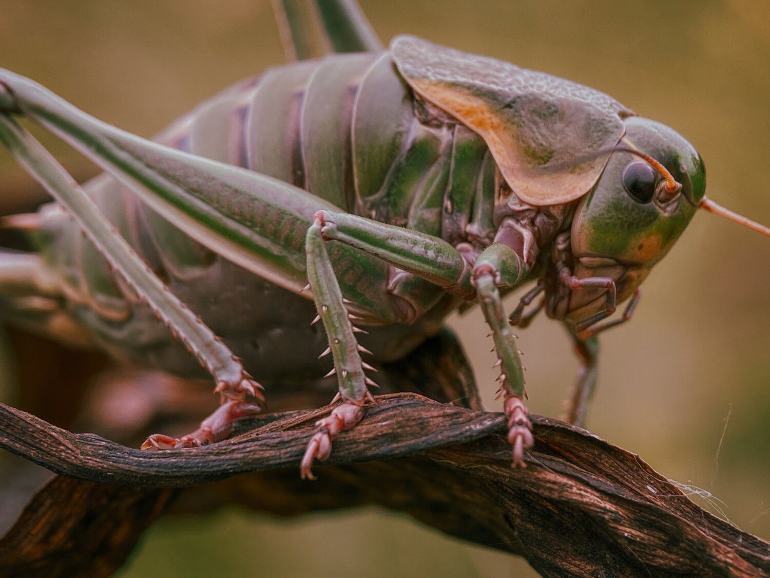 , Андрей Васильев