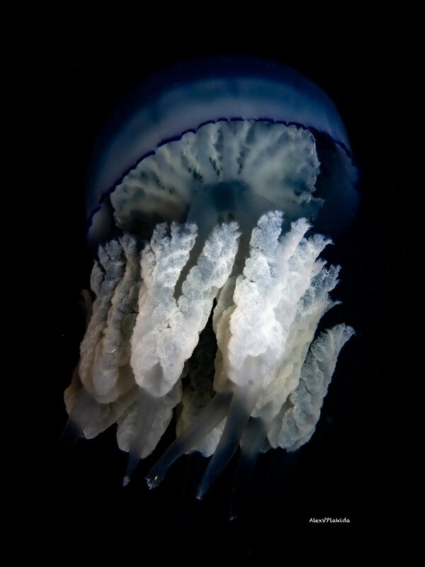 jellyfish, медуза, коуч Toxic Mentor фото превью