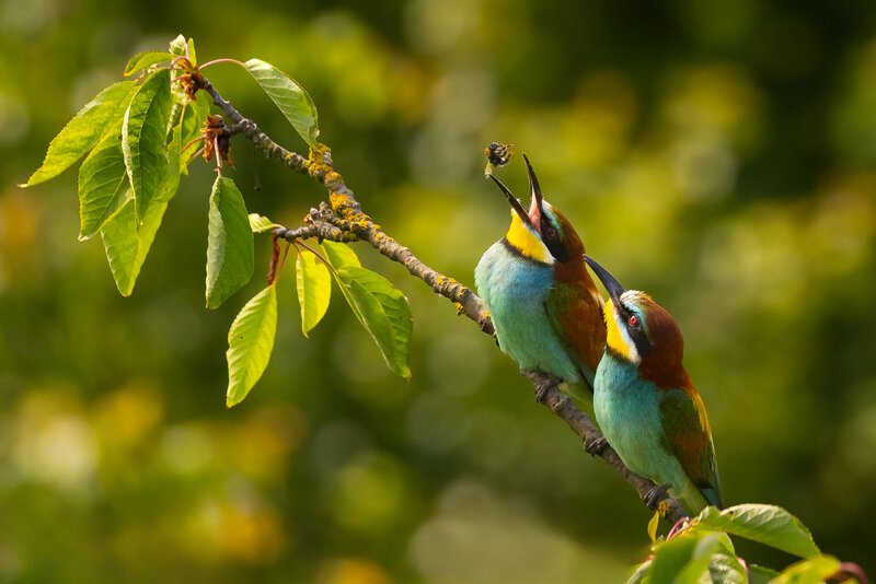 Bee-eater фото превью