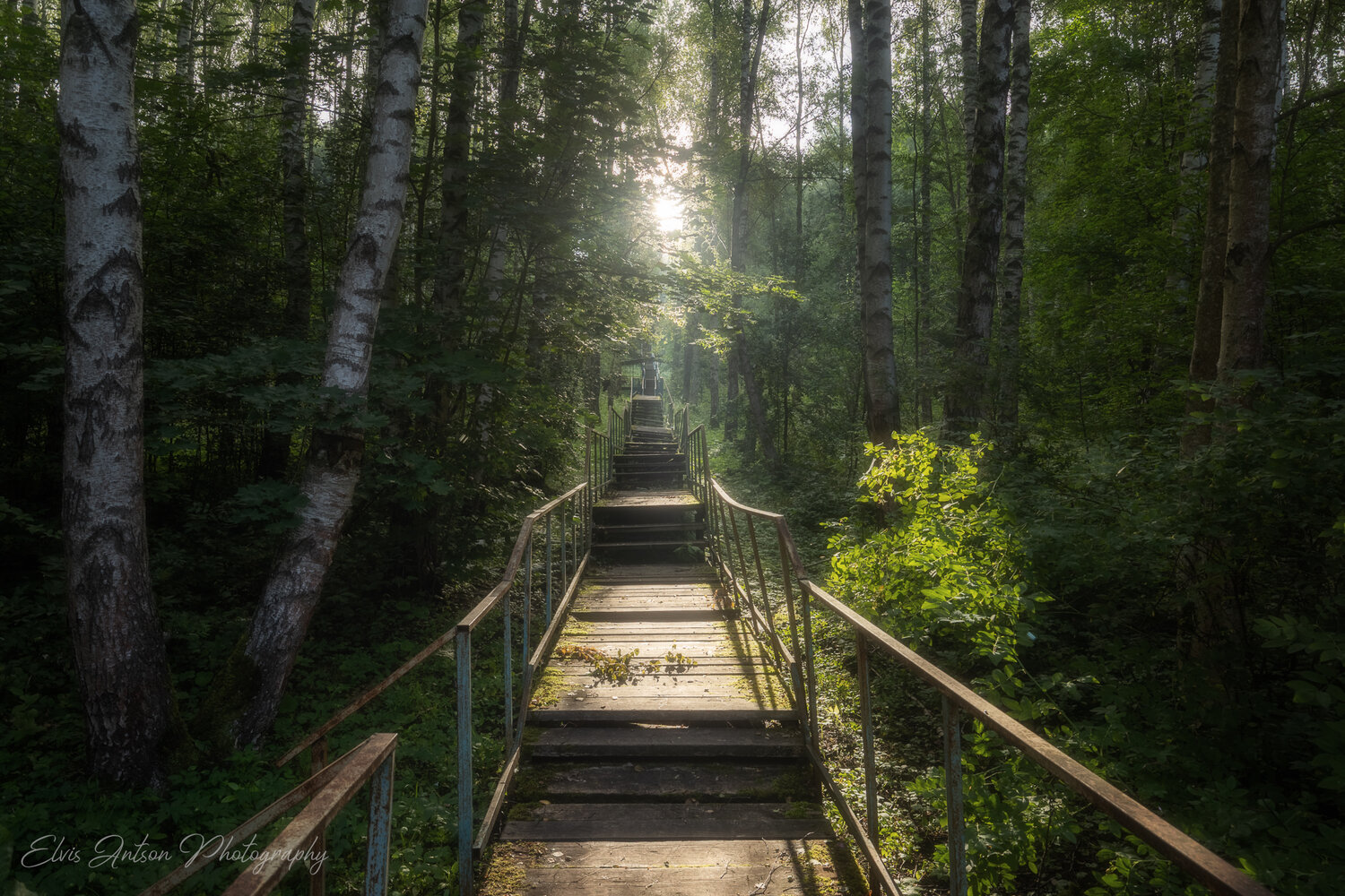 пейзаж, природа, лес, Antson Elvis