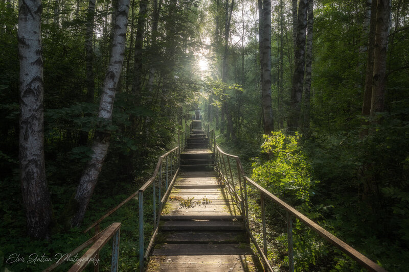 Тенистая тропинка в берёзовом лесу. фото превью