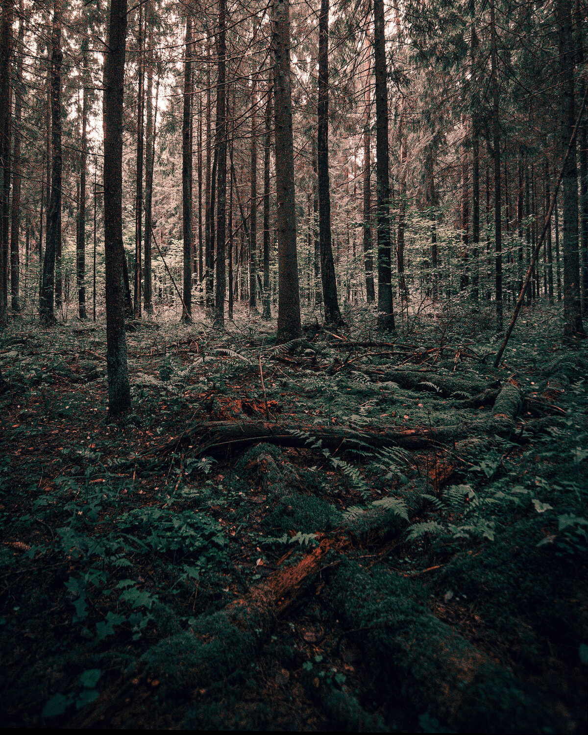 лес, пейзаж, forest, landscape, green, trees, деревья, мох, Колесенко Иван