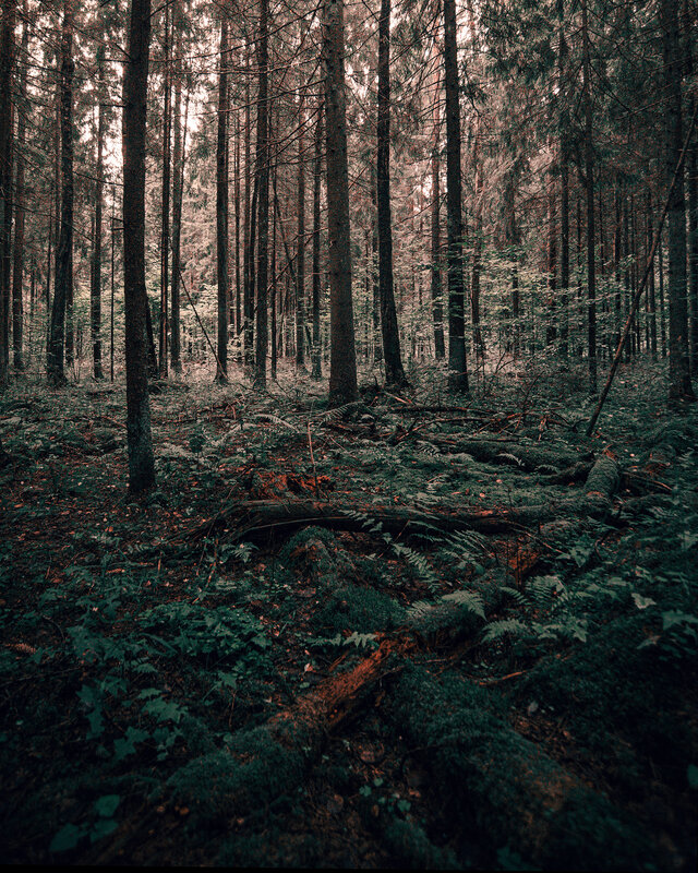 лес, пейзаж, forest, landscape, green, trees, деревья, мох Летний лес фото превью
