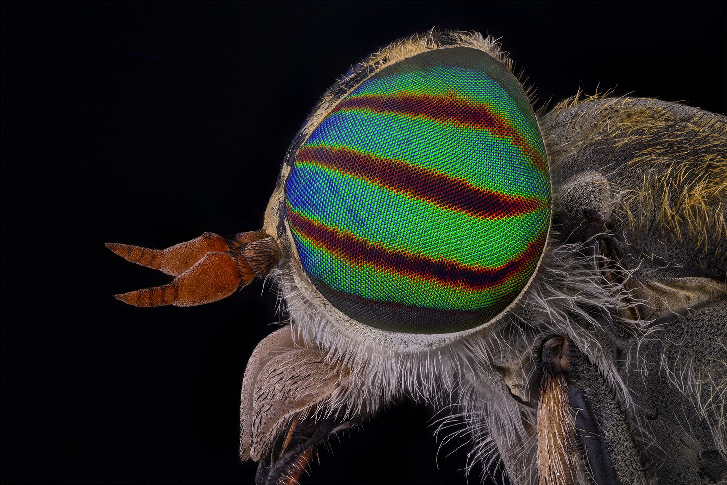 Автор: Tsvetan Ganev ceclii, macro, extrememacro, insect, animals, nature, nikon, nikon z6iii, lomo 3.7, Tsvetan Ganev