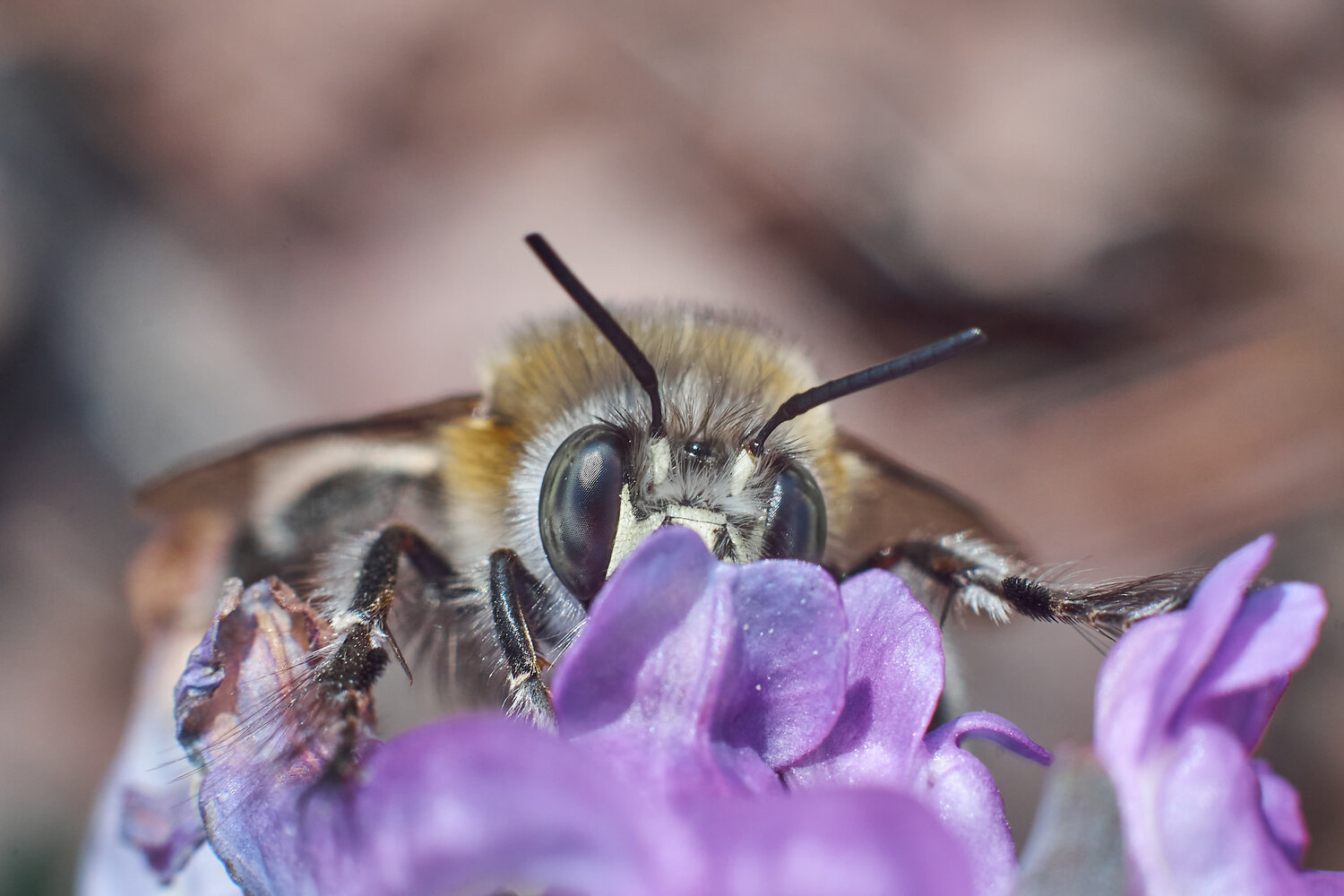 Anthophora plumipes. Автор: Павел Сторчилов Anthophora plumipes, Антофора Весенняя, Павел Сторчилов