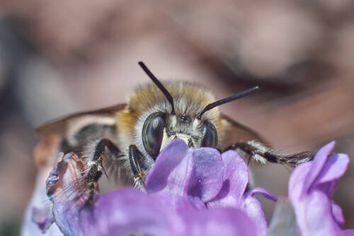 Anthophora plumipes