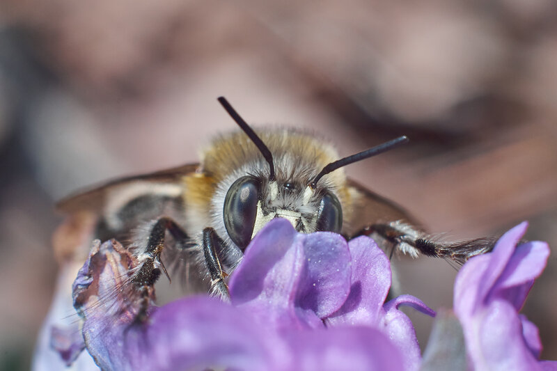 Anthophora plumipes, Антофора Весенняя Anthophora plumipes фото превью