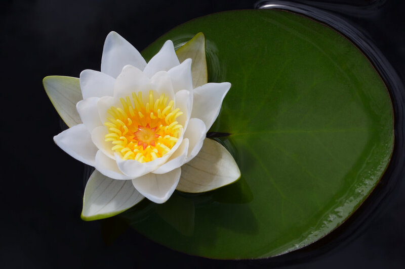 кувшинка, nymphaea, цветы, чёрный фон Кувшинка фото превью