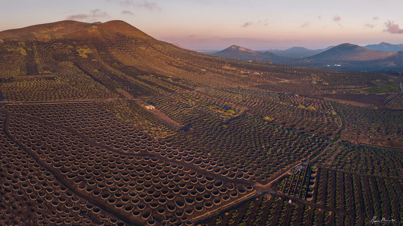 lanzarote, canary, canary islands Volcanic Vineyards of Lanzarote фото превью
