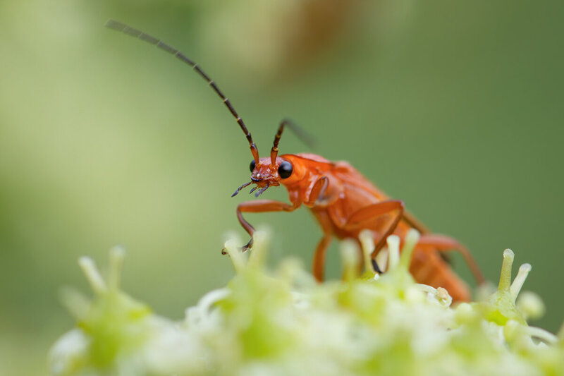 cantharis, макро, макрофотография, насекомые, жукпожарник, macro Любопытный взгляд фото превью