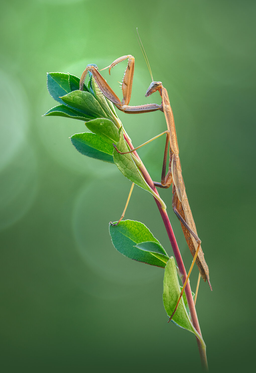 insect, mantis, praying, macro, bokeh, morning, Atul Saluja