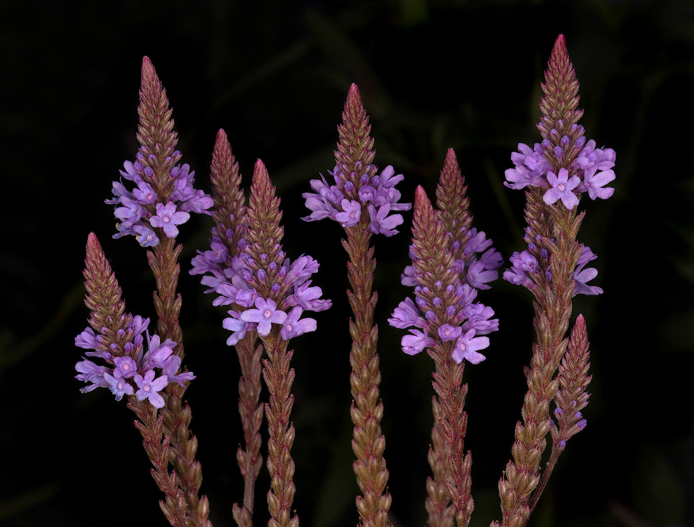 verbena, Александр Зорин